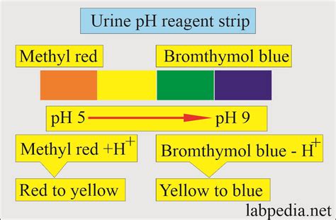ph ua poc 8.5|How a Urine pH Test Helps in the Diagnosis of Disease .